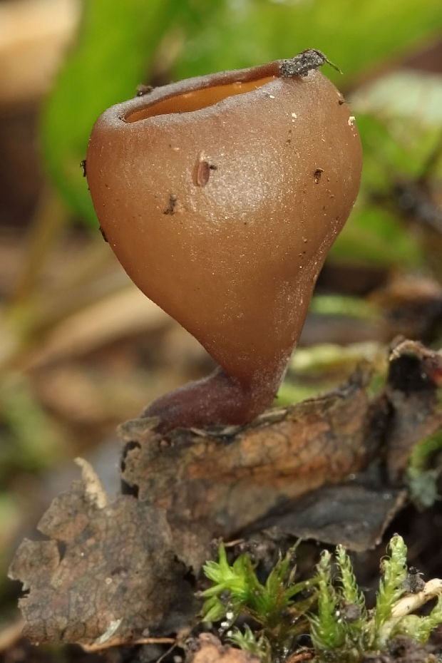 hľuznatka veternicová Dumontinia tuberosa (Bull.) L.M. Kohn