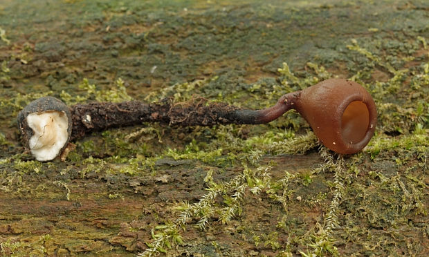 hľuznatka veternicová Dumontinia tuberosa (Bull.) L.M. Kohn