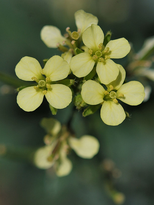 horčičník ? Erysimum sp.