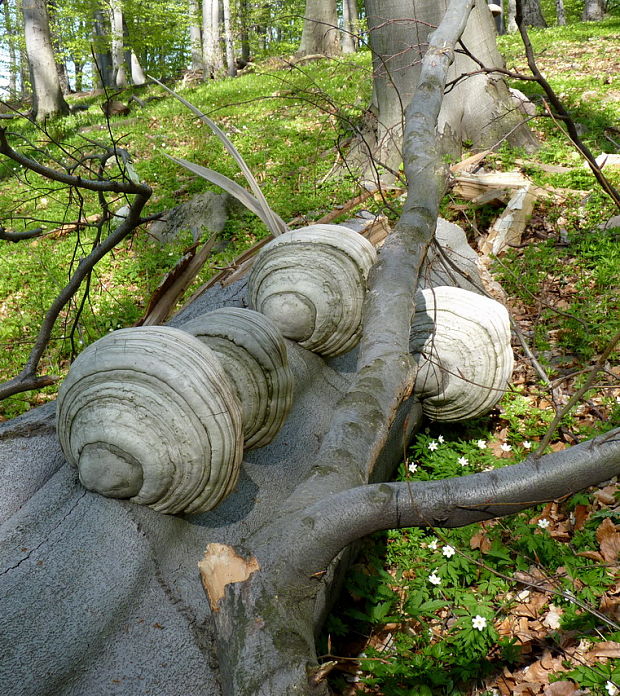 práchnovec kopytovitý Fomes fomentarius (L.) J.J. Kickx