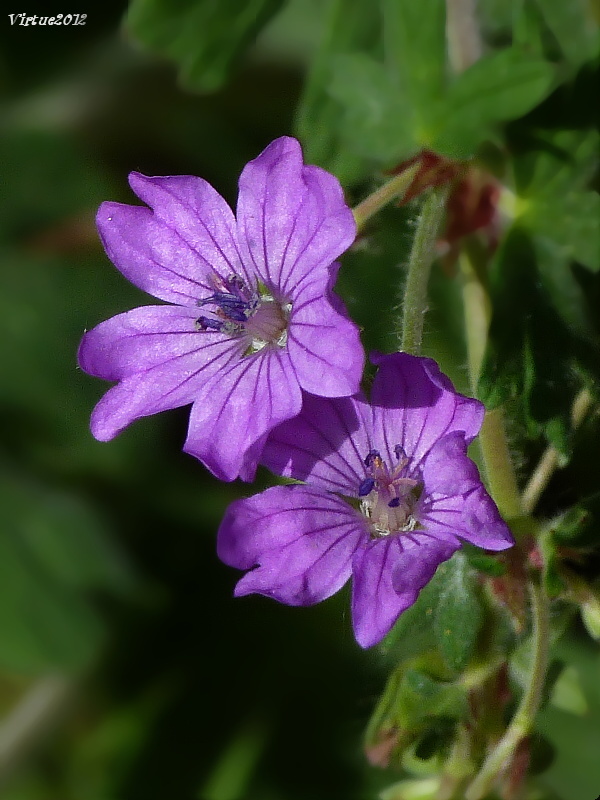 pakost pyrenejský Geranium pyrenaicum