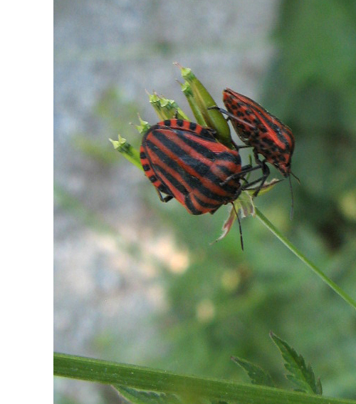 bzdocha pásavá Graphosoma italicum