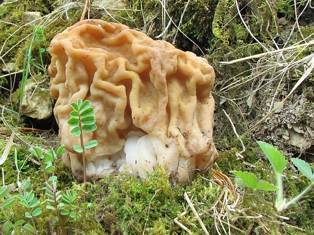 ušiak obrovský Gyromitra gigas (Krombh.) Cooke