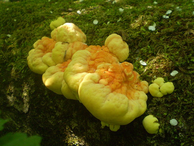 sírovec obyčajný Laetiporus sulphureus (Bull.) Murrill