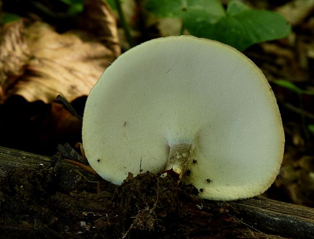 trúdnik strapkatý Lentinus substrictus (Bolton) Zmitr. & Kovalenko