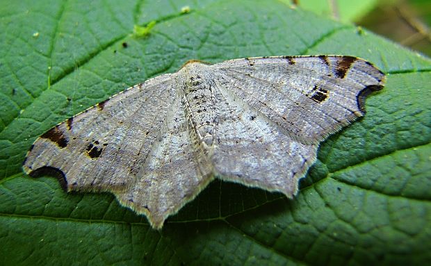 listnatka kosákovitá Macaria alternata