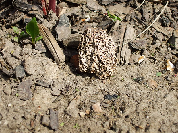 smrčok jedlý Morchella esculenta (L.) Pers.