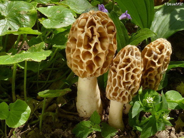 smrčok jedlý Morchella esculenta (L.) Pers.