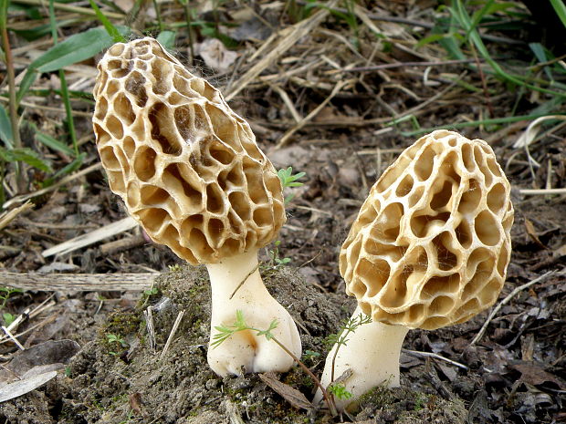 smrčok jedlý Morchella esculenta (L.) Pers.