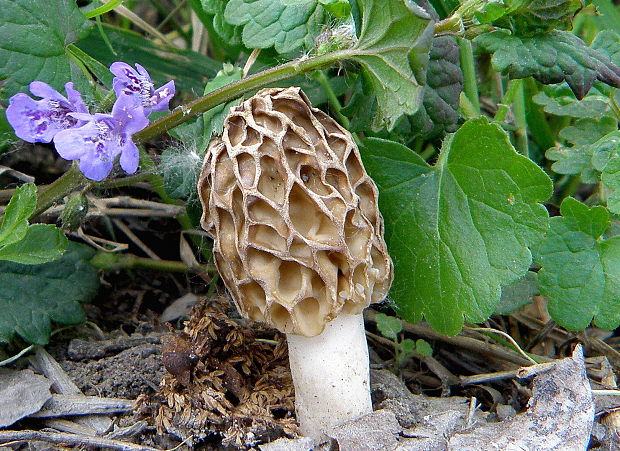 smrčok jedlý Morchella esculenta (L.) Pers.