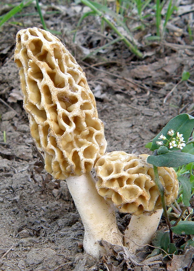 smrčok jedlý Morchella esculenta (L.) Pers.