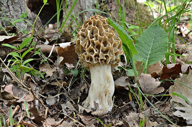 smrčok jedlý Morchella esculenta (L.) Pers.