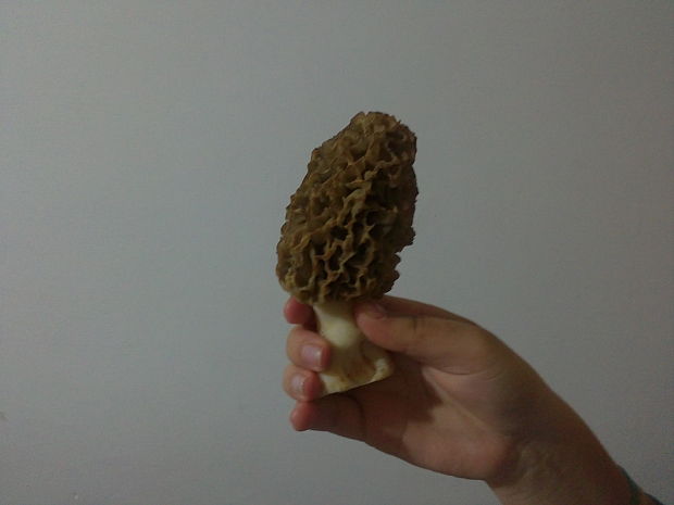 smrčok hybridný Morchella semilibera DC.