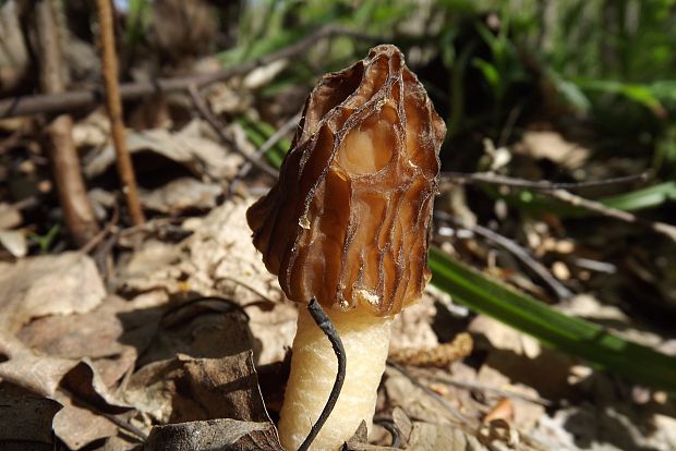 smrčok Morchella sp.