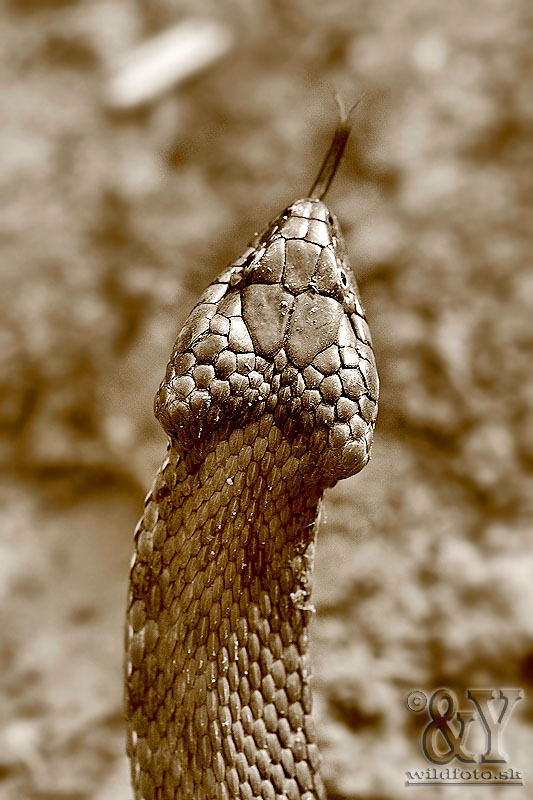 užovka fŕkaná Natrix tessellata