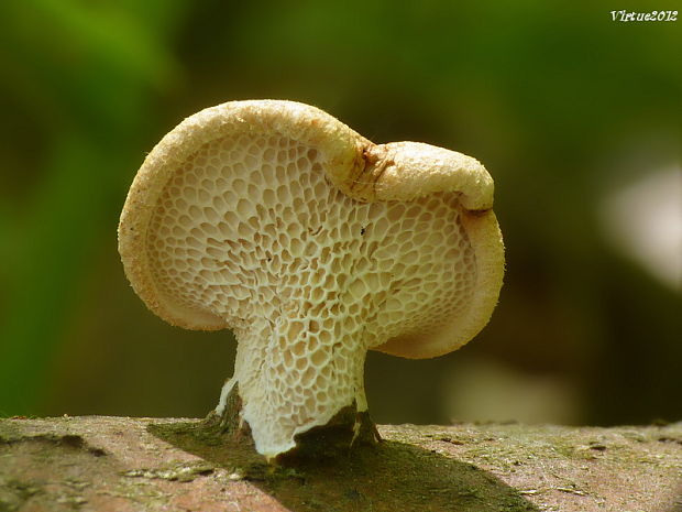 trúdnik veľkopórový Neofavolus alveolaris (DC.) Sotome & T. Hatt.