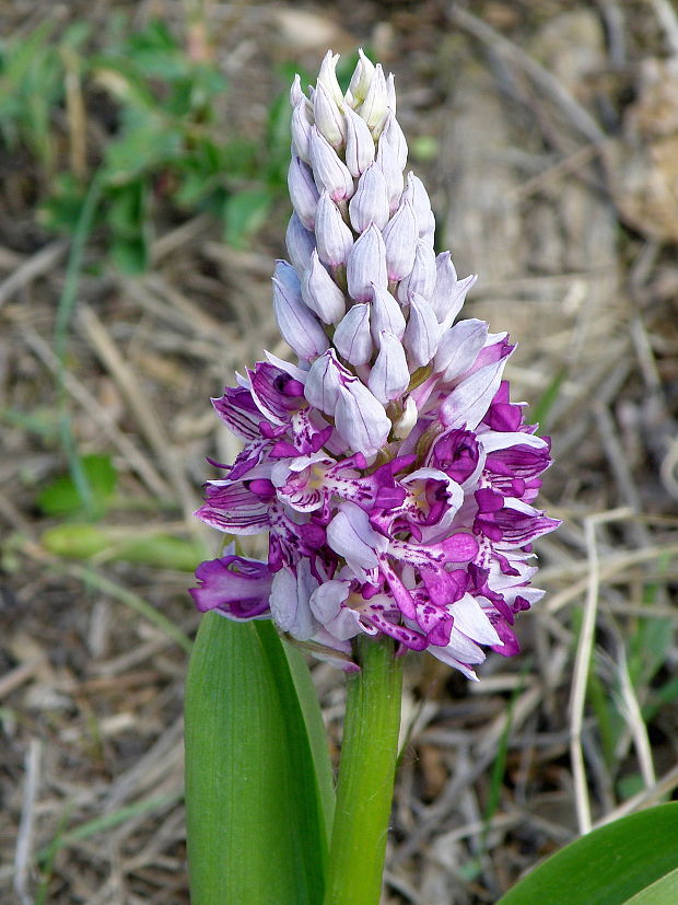 vstavač vojenský Orchis militaris L.