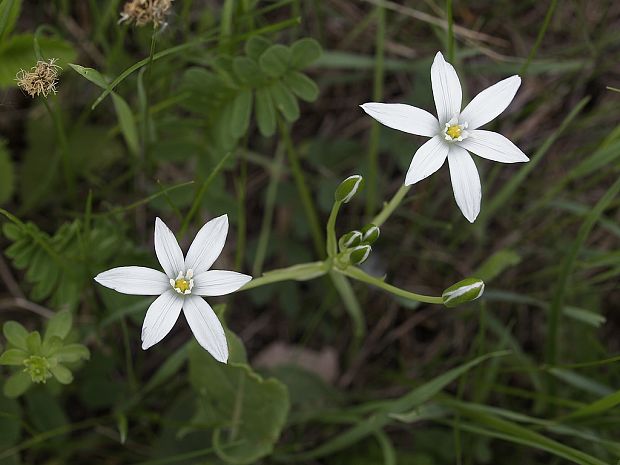 bledavka okolíkatá Ornithogalum umbellatum L