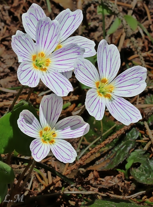 kyslička obyčajná Oxalis acetosella L.