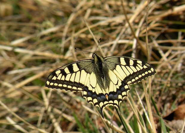 vidlochvost feniklový Papilio machaon