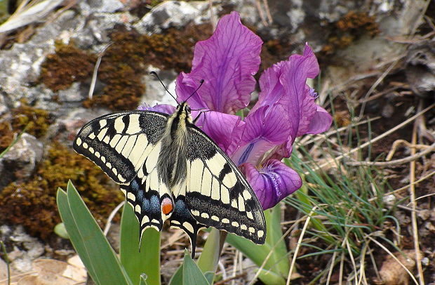 vidlochvost feniklový Papilio machaon