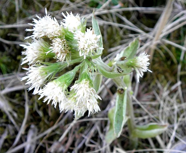 deväťsil biely Petasites albus (L.) P. Gaertn.