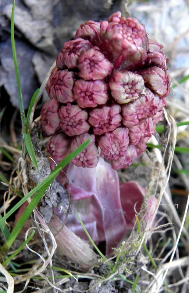 deväťsil lekársky Petasites hybridus (L.) P. Gaertn., B. Mey. et Scherb.