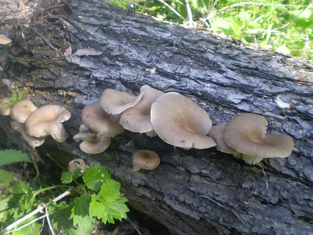 hliva lievikovitá Pleurotus cornucopiae (Paulet) Rolland