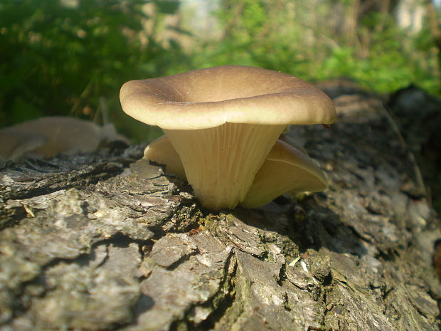 hliva lievikovitá Pleurotus cornucopiae (Paulet) Rolland