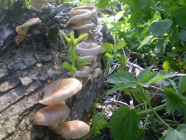 hliva lievikovitá Pleurotus cornucopiae (Paulet) Rolland