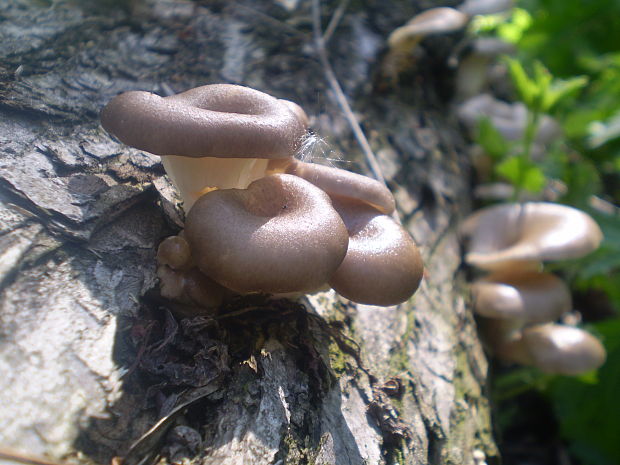 hliva lievikovitá Pleurotus cornucopiae (Paulet) Rolland