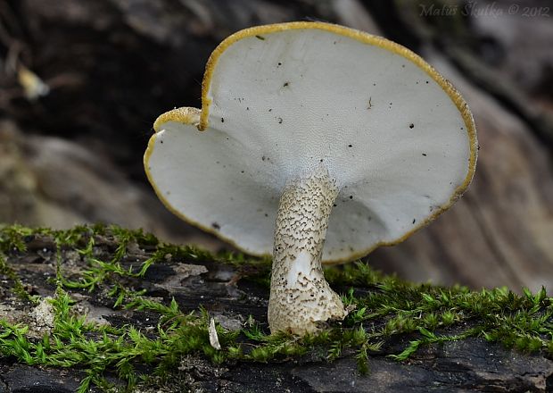 trúdnik Polyporus sp.