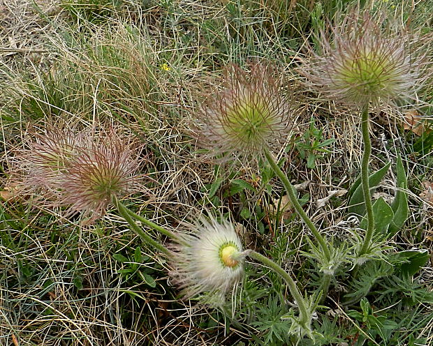 poniklec veľkokvetý Pulsatilla grandis Wender.