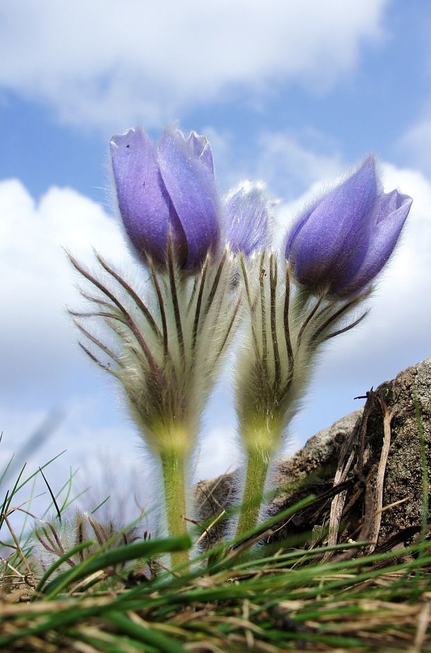 poniklec slovenský Pulsatilla slavica Reuss