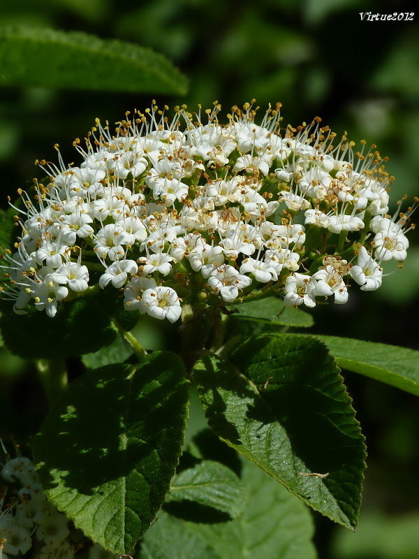 kalina siripútková Viburnum lantana L.