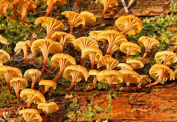 tanečnička zvončekovitá Xeromphalina campanella  (Batsch) Maire