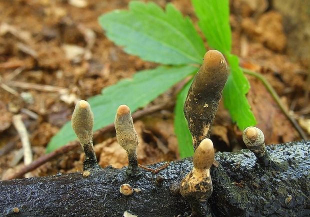 drevnatec Xylaria sp.