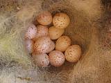 sýkorka-vajíčka