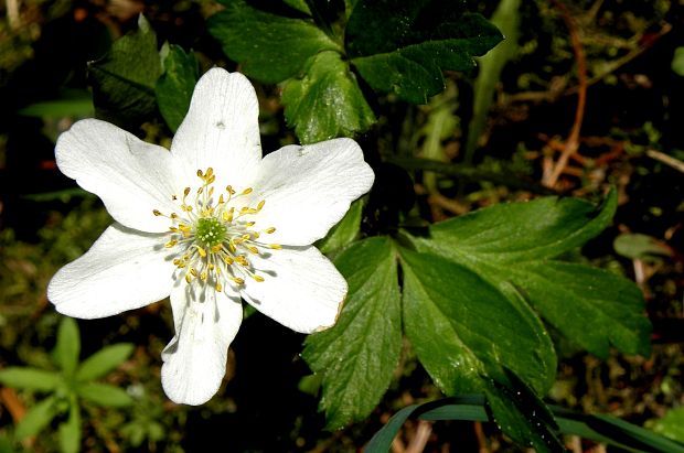 veternica hájna Anemone nemorosa L.