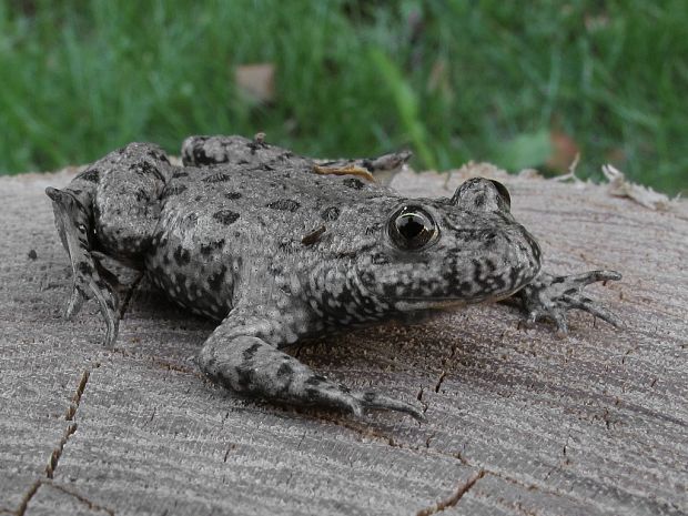 kunka žltobruchá  Bombina variegata