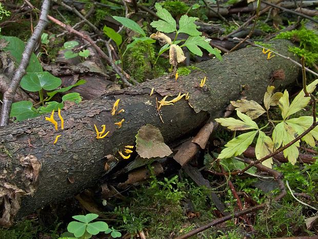 parôžkovec malý Calocera cornea (Fr.) Loud.