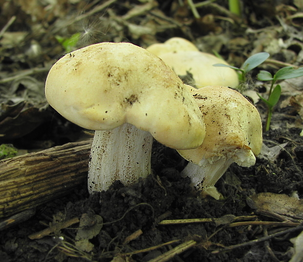 čírovnica májová Calocybe gambosa (Fr.) Donk