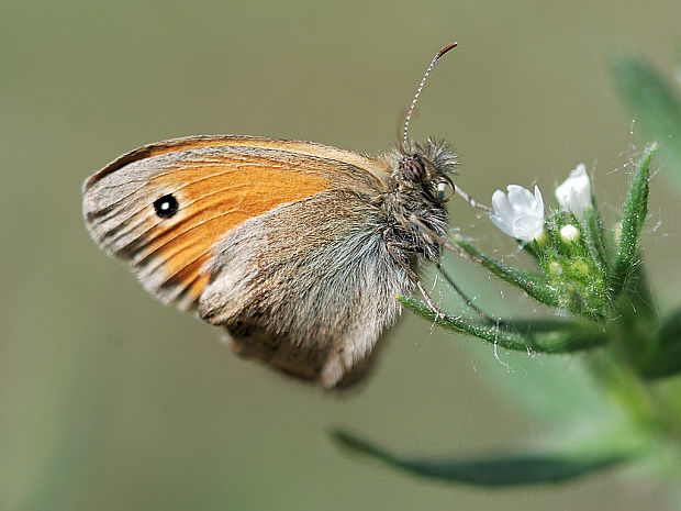 očkáň pohánkový   Coenonympha pamphilus