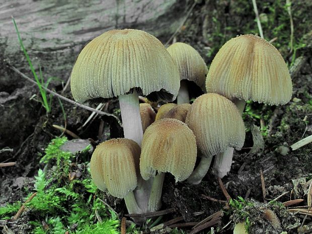 hnojník Coprinus sp.