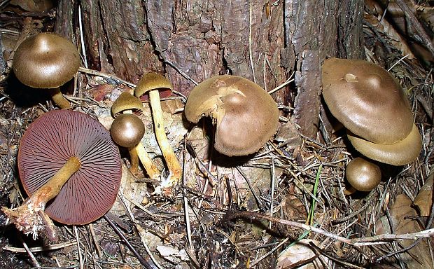 pavučinovec krvavolupeňový Cortinarius semisanguineus (Fr.) Gillet