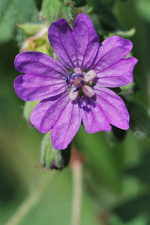 pakost pyrenejský  Geranium pyrenaicum