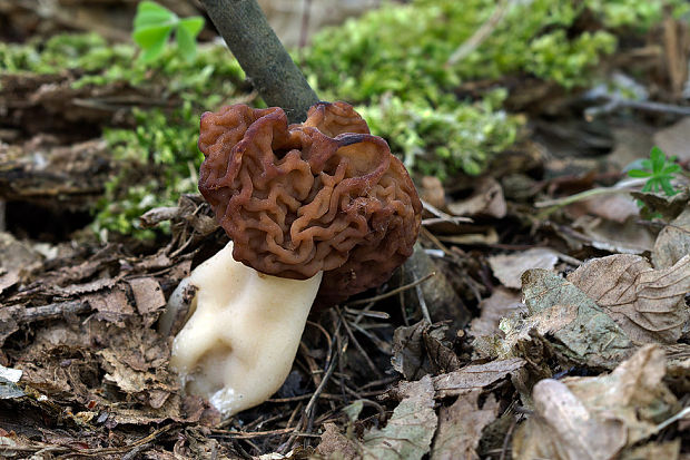 ušiak obyčajný Gyromitra esculenta (Pers.) Fr.