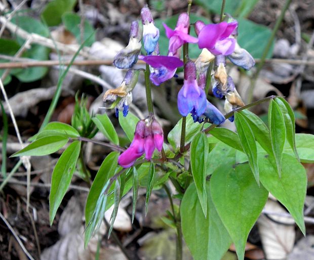 hrachor jarný Lathyrus vernus (L.) Bernh.