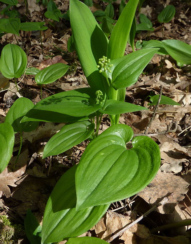 tôňovka dvojlistá Maianthemum bifolium (L.) F. W. Schmidt