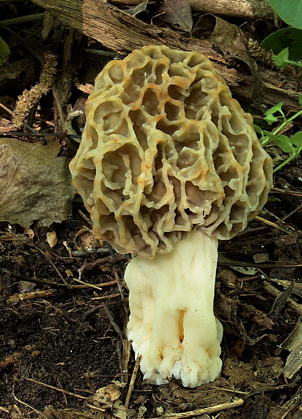 smrčok hrubohlúbikový Morchella crassipes (Vent.) Pers.